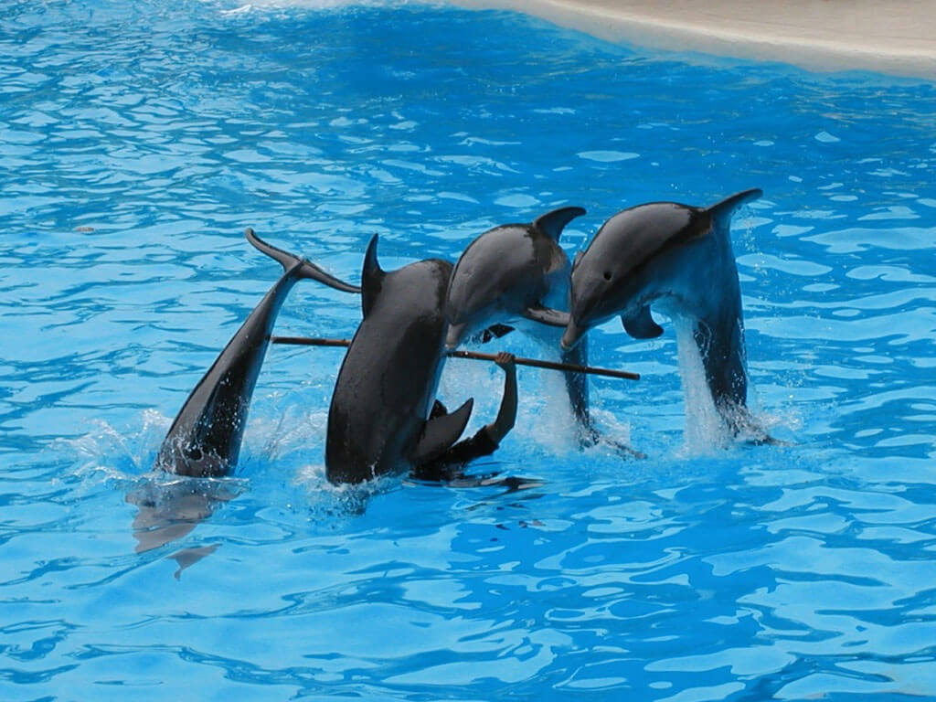 Cebu News Digest: Feb. 11, 2015: Dumanjug mayor calls dolphins, whales, sharks ‘parasites,’ recommends killing some; colorum vehicles proliferating in SRP, says Labella