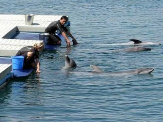 CRUELTY. An online petition, decrying how wild animals will be caged for entertainment, has gathered more than 1,000 signatures against the Cebu Ocean Park.