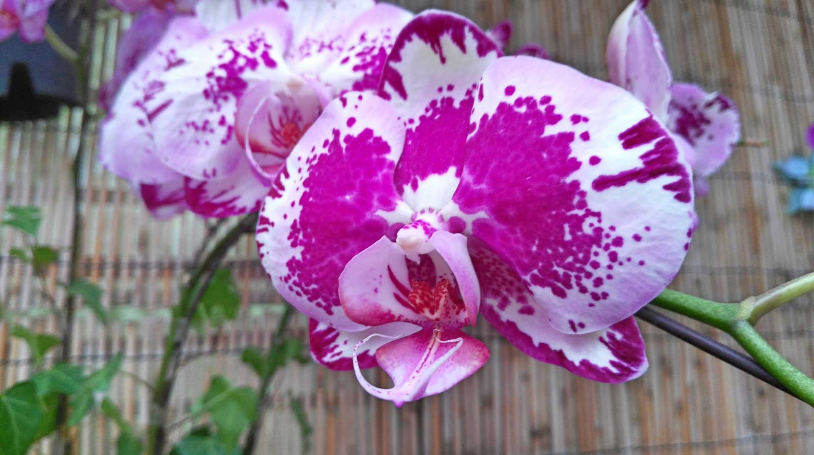 Hong Kong Botanical Garden