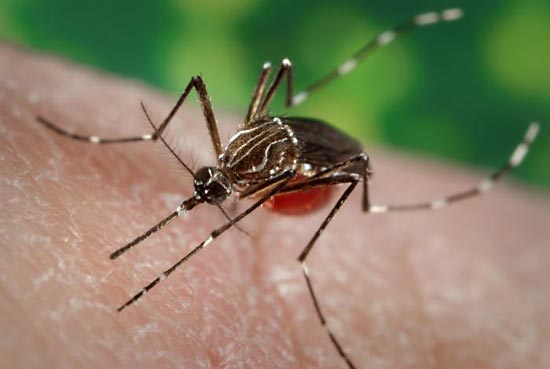 Central Visayas reports alarming hike in dengue cases; New Zealand wants Pinoy workers; Bato asks Tommy not to abandon police–Cebu News Digest for July 19, 2016.