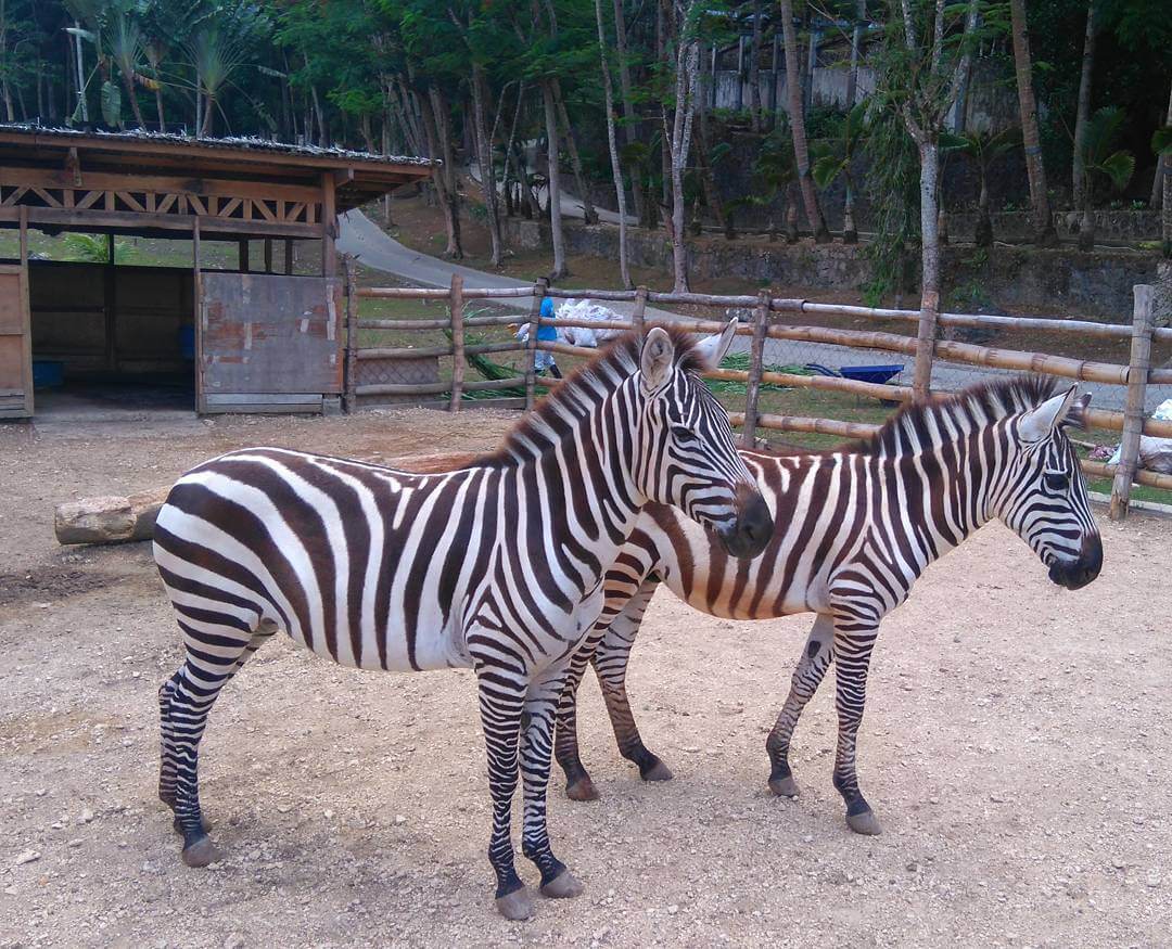 Safari to open in Carmen, Cebu this year