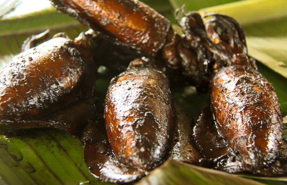 Cordova Bakasi