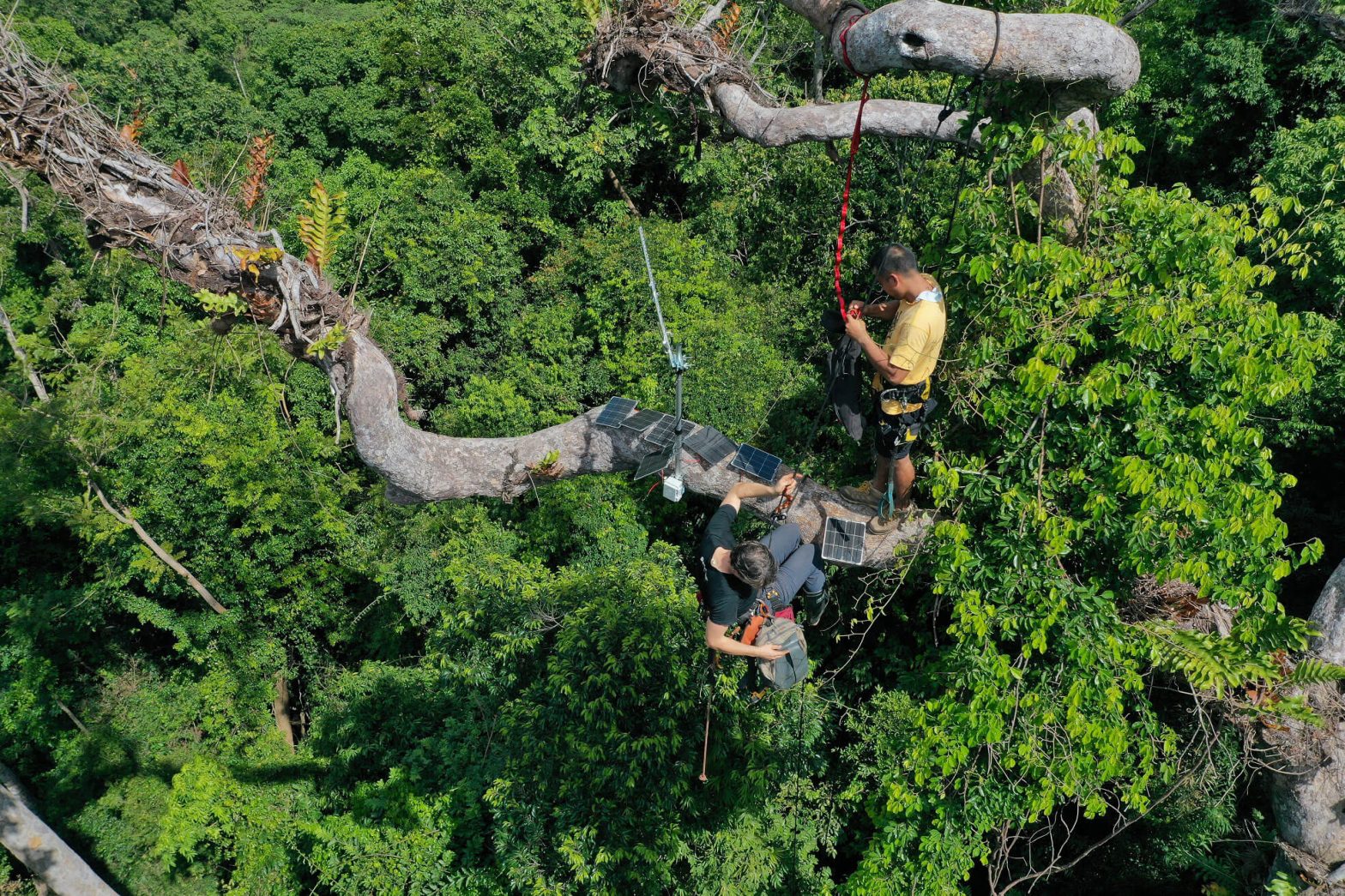 DENR, Smart, Huawei join hands to save Philippine rainforests